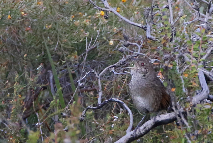 perth-bird-11