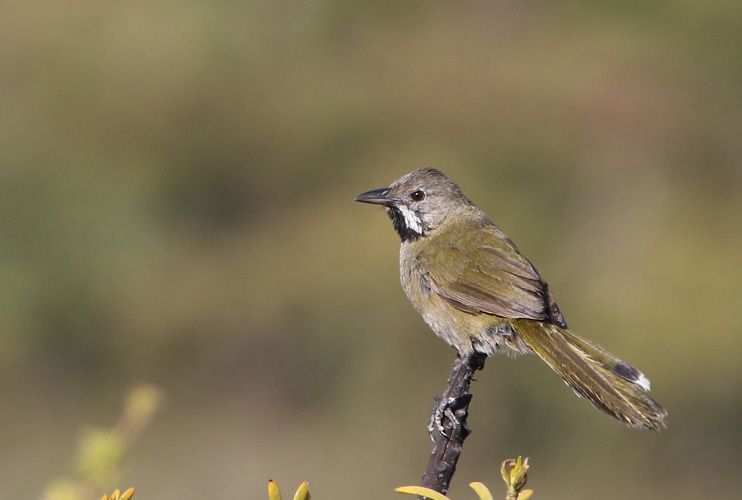 perth-bird-12