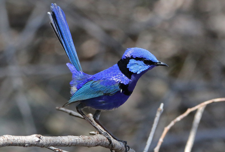 perth-bird-14