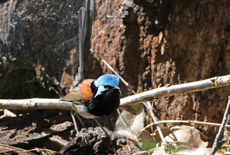 perth-bird-15