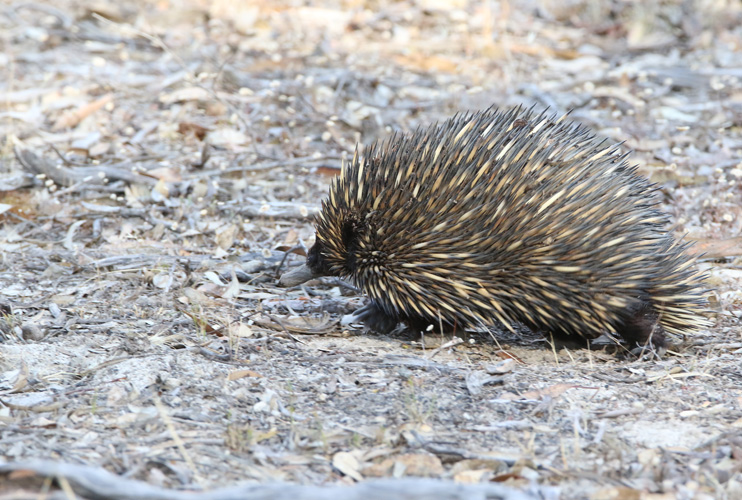 perth-bird-2