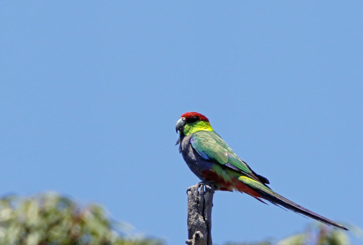 perth-bird-3