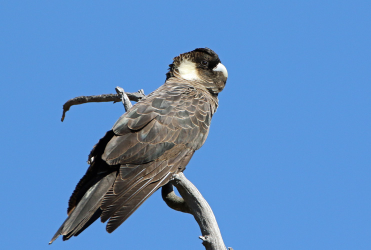 perth-bird-4