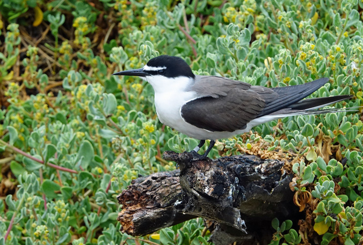 perth-bird-5
