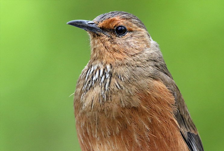 perth-bird-6