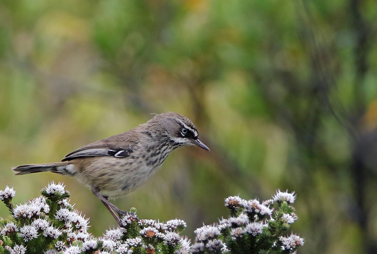 perth-bird-7