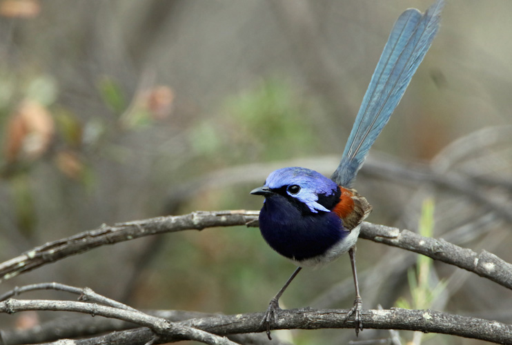 perth-bird-8